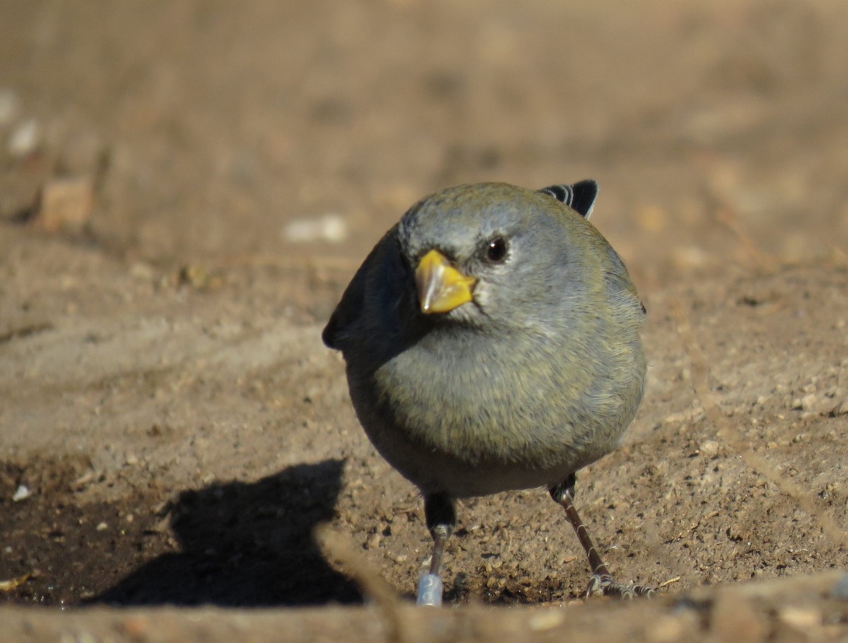 Band-tailed Seedeater - ML621970692