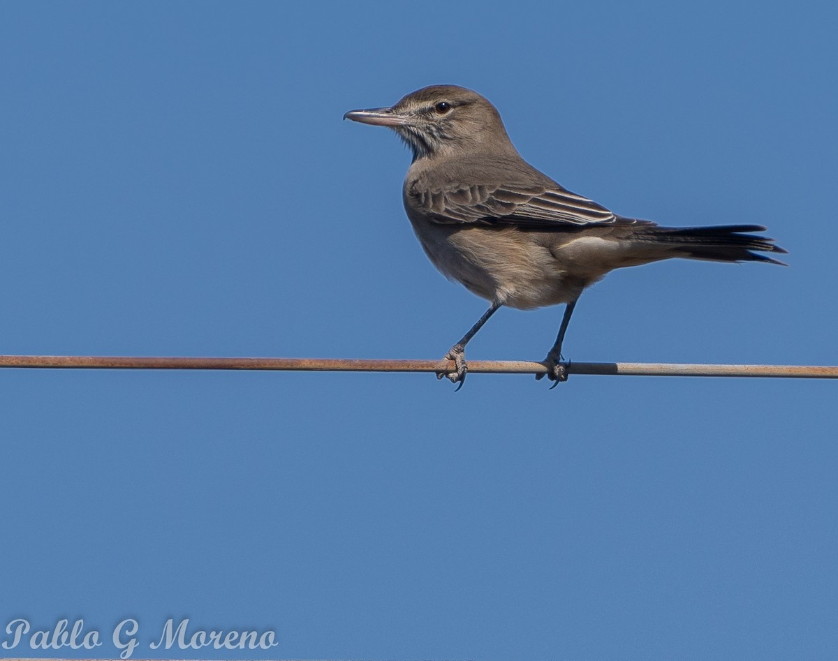 Gray-bellied Shrike-Tyrant - ML621970697