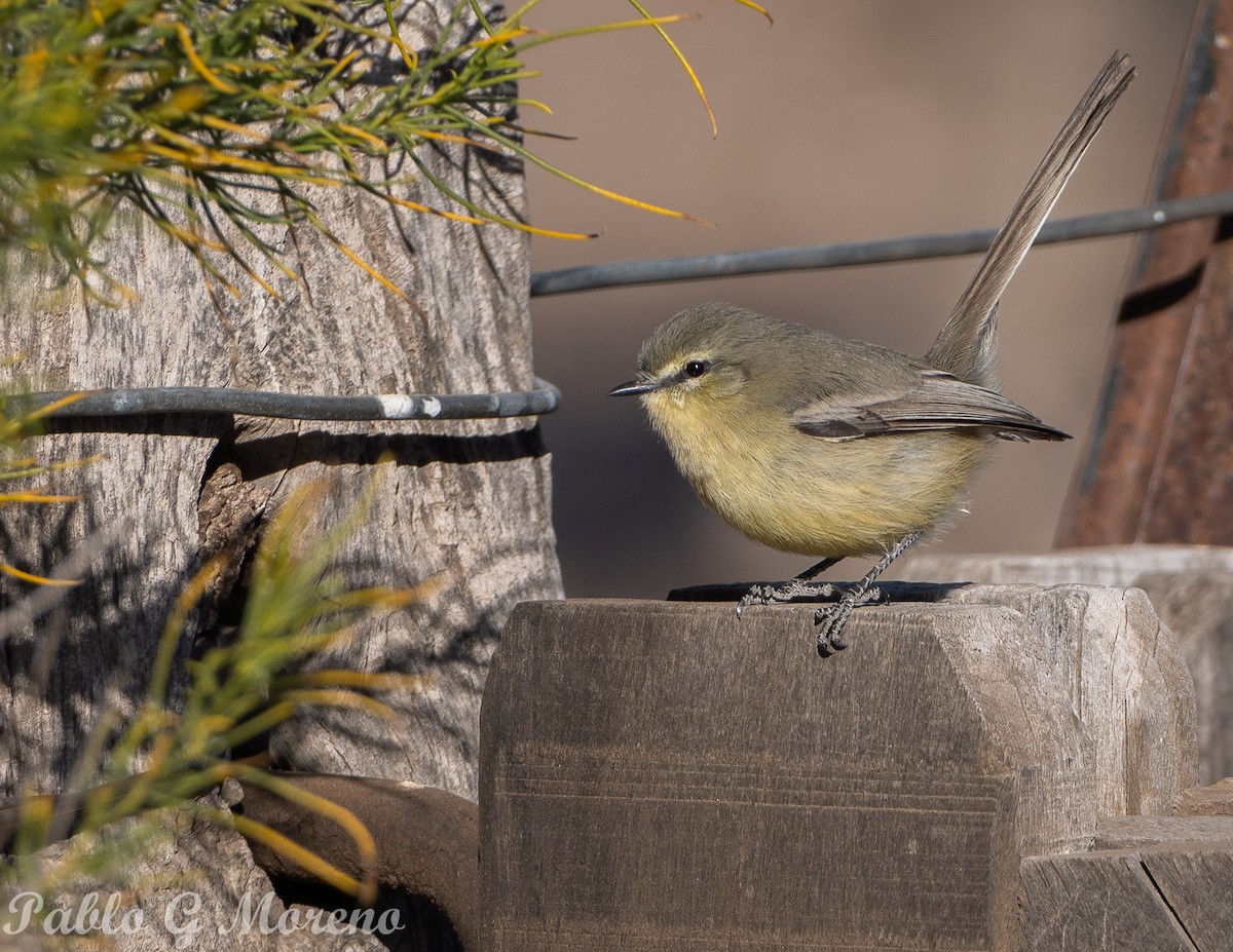 Greater Wagtail-Tyrant - ML621970701