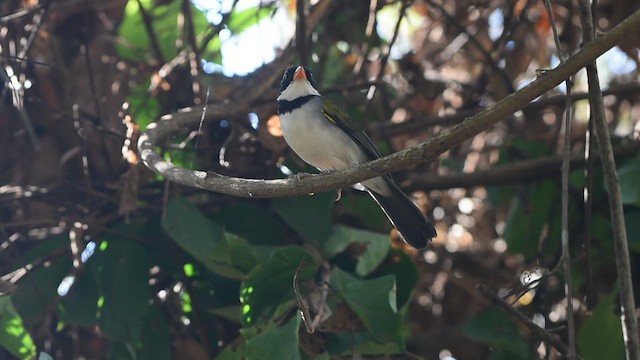 Saffron-billed Sparrow - ML621970727