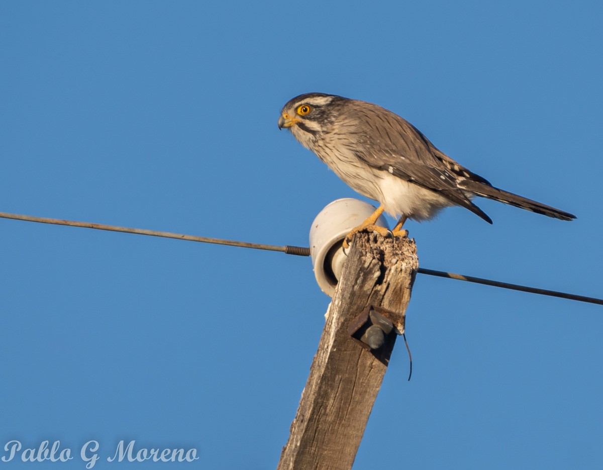 Spot-winged Falconet - ML621970730