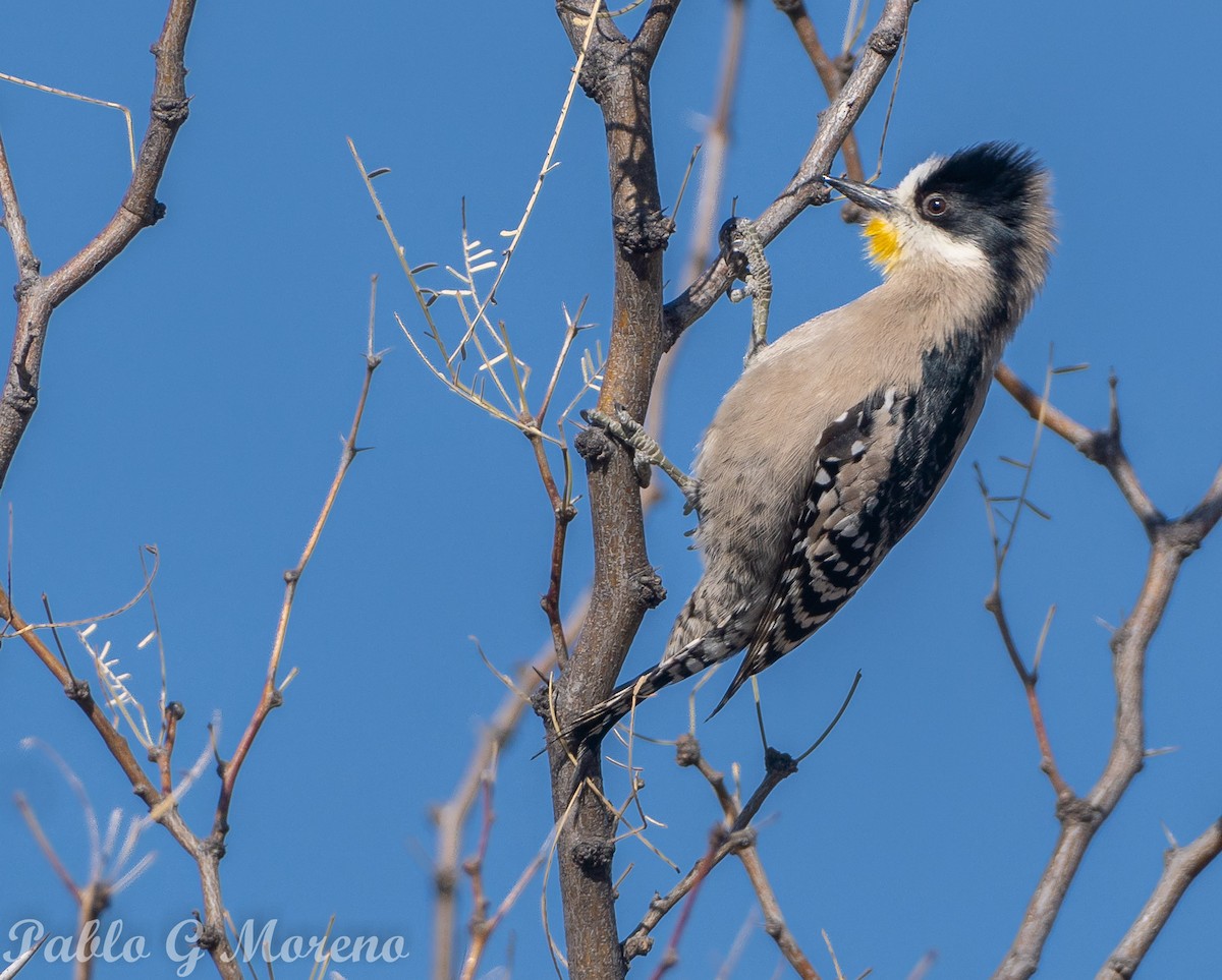 White-fronted Woodpecker - ML621970738