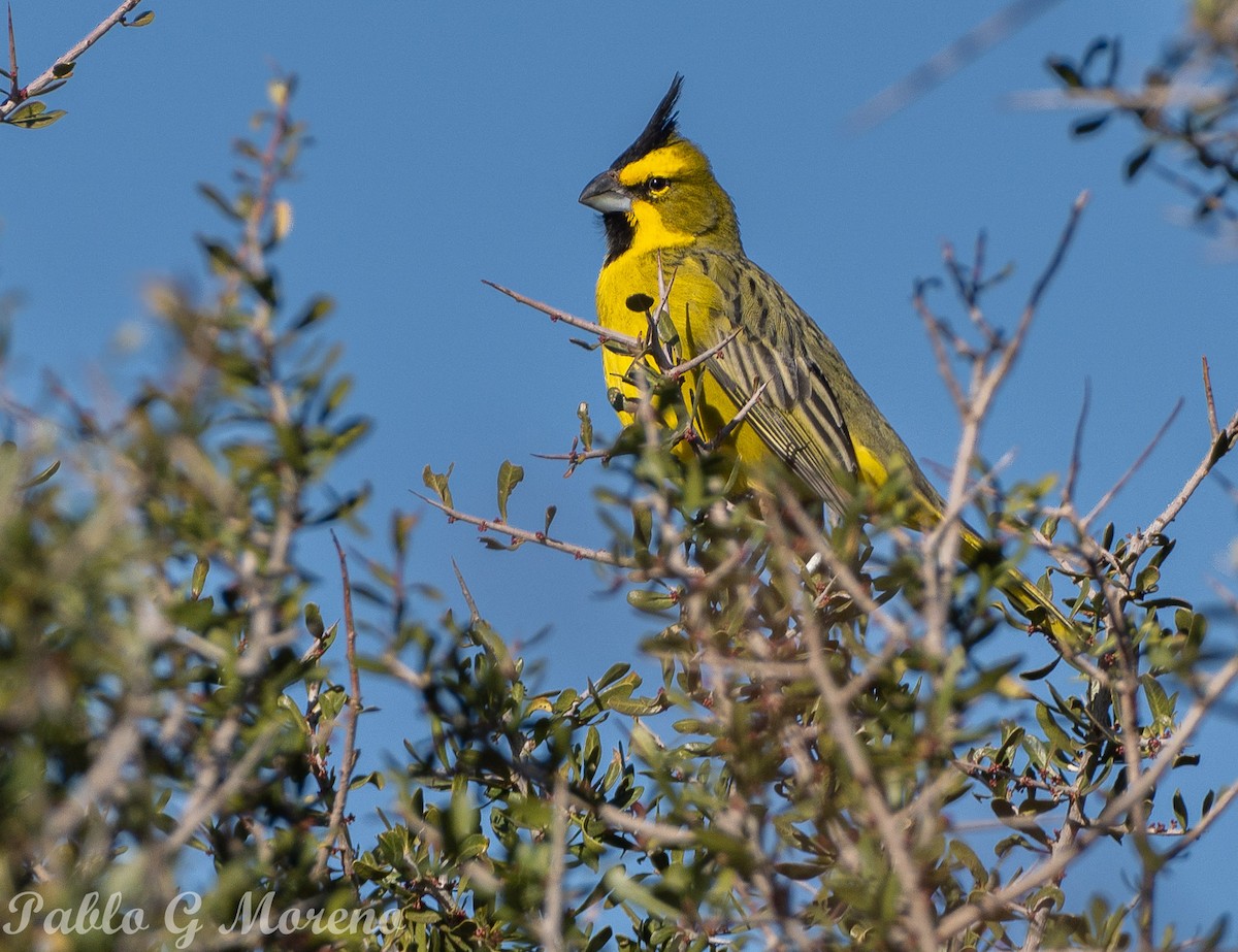 Yellow Cardinal - ML621970761