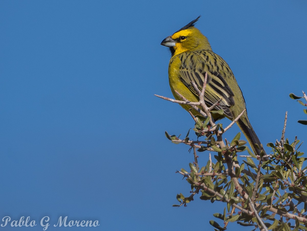 Yellow Cardinal - ML621970764