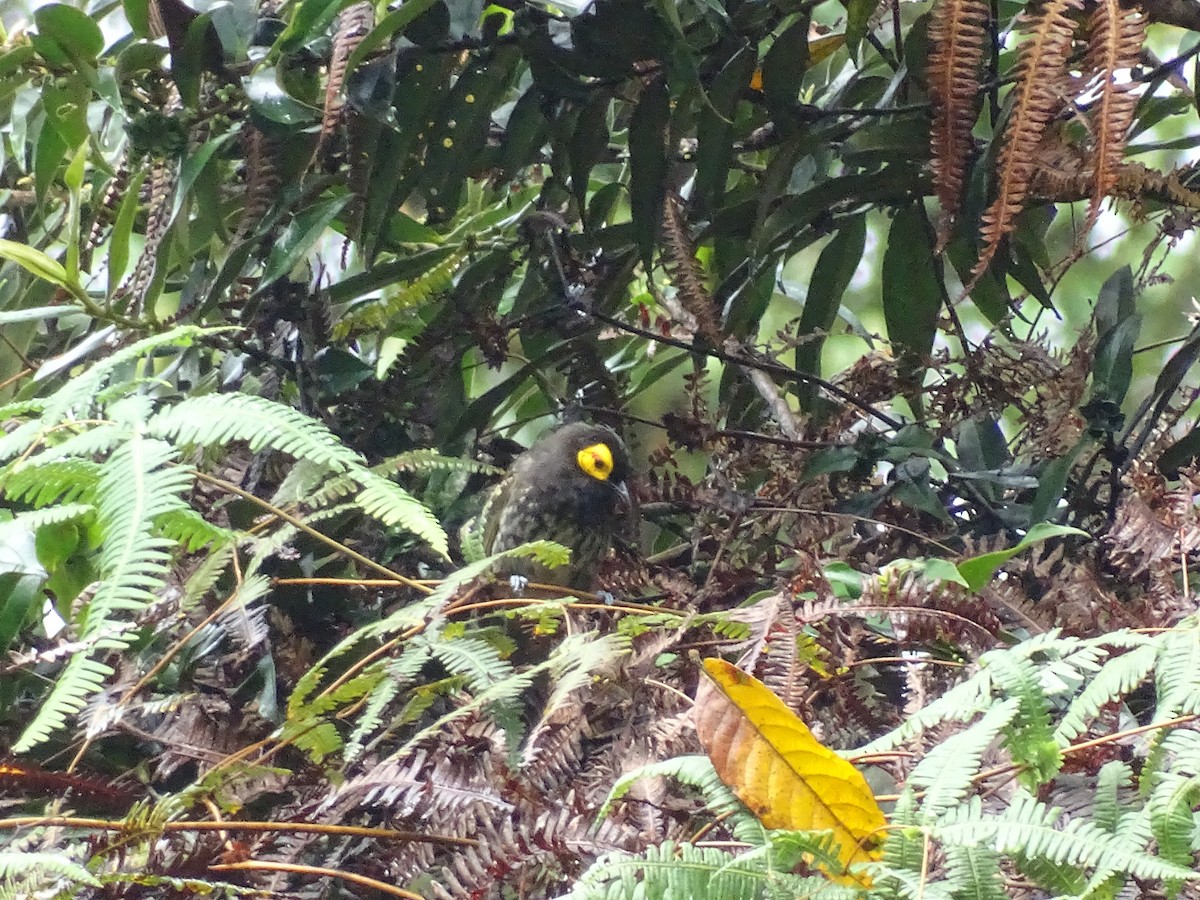 Arfak Honeyeater - ML621970791
