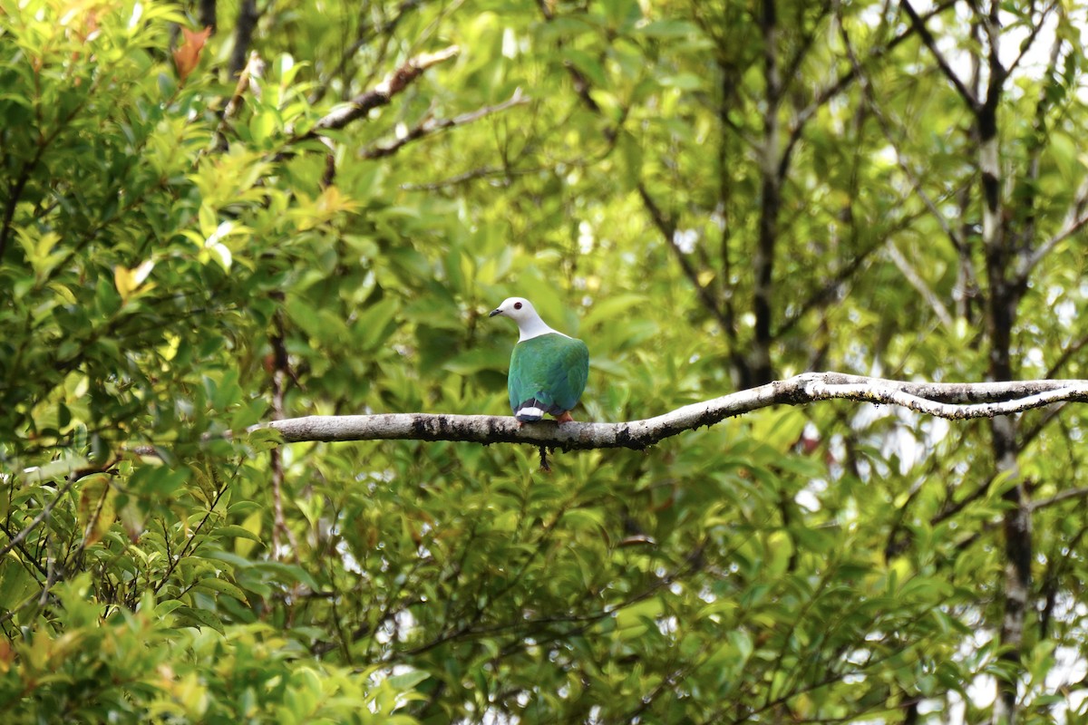 Finsch's Imperial-Pigeon - ML621970865