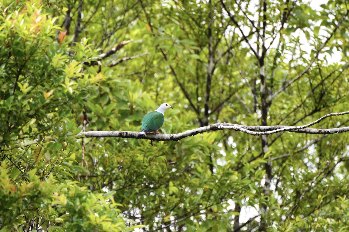 Finsch's Imperial-Pigeon - ML621970866