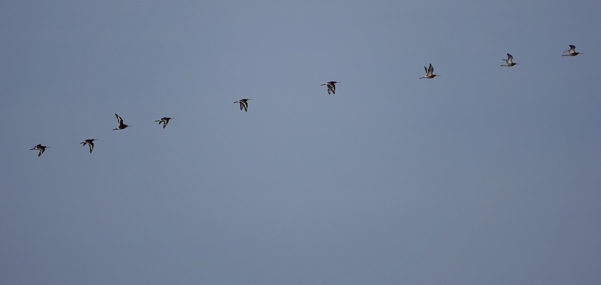 Black-tailed Godwit - ML621970877