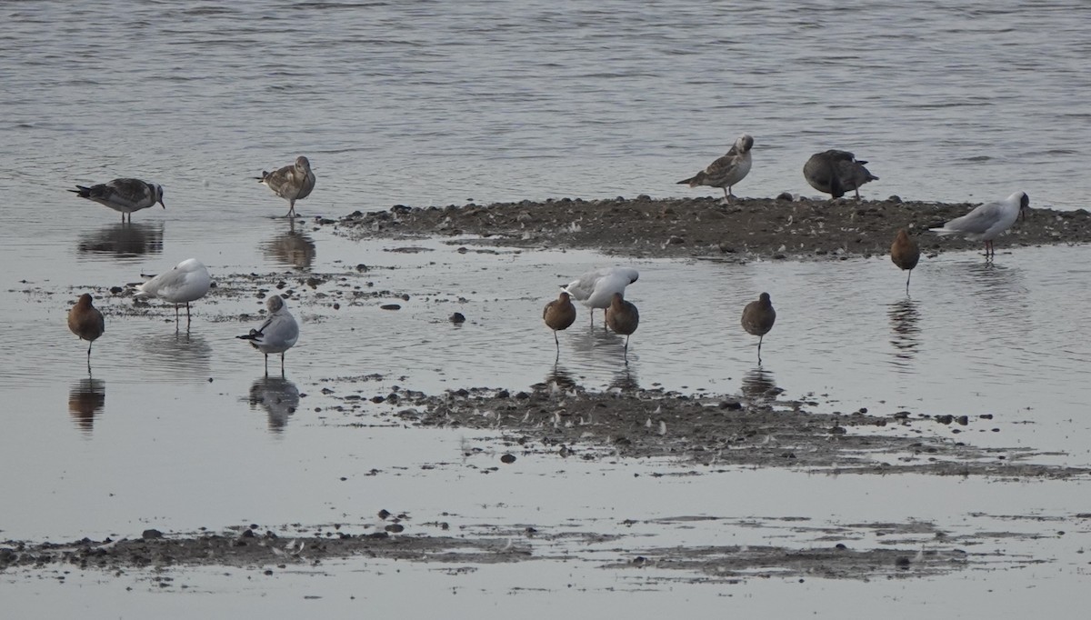 Black-tailed Godwit - ML621970879