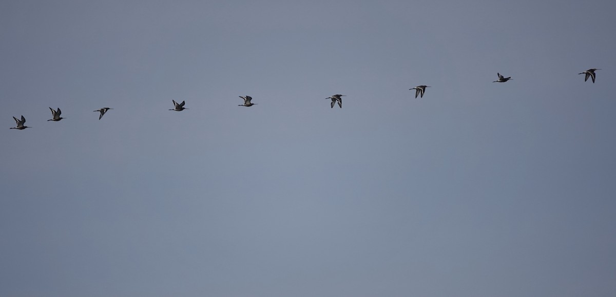 Black-tailed Godwit - ML621970880