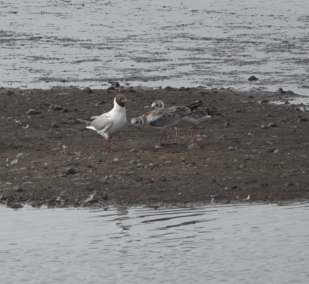 Black-headed Gull - ML621970883