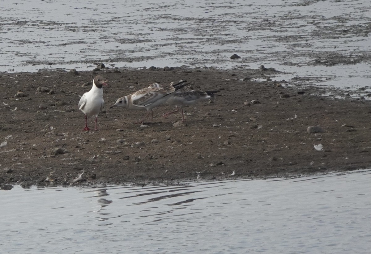 Black-headed Gull - ML621970887