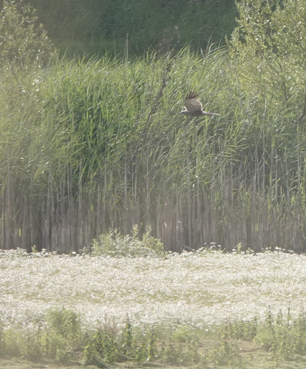 Western Marsh Harrier - ML621970918