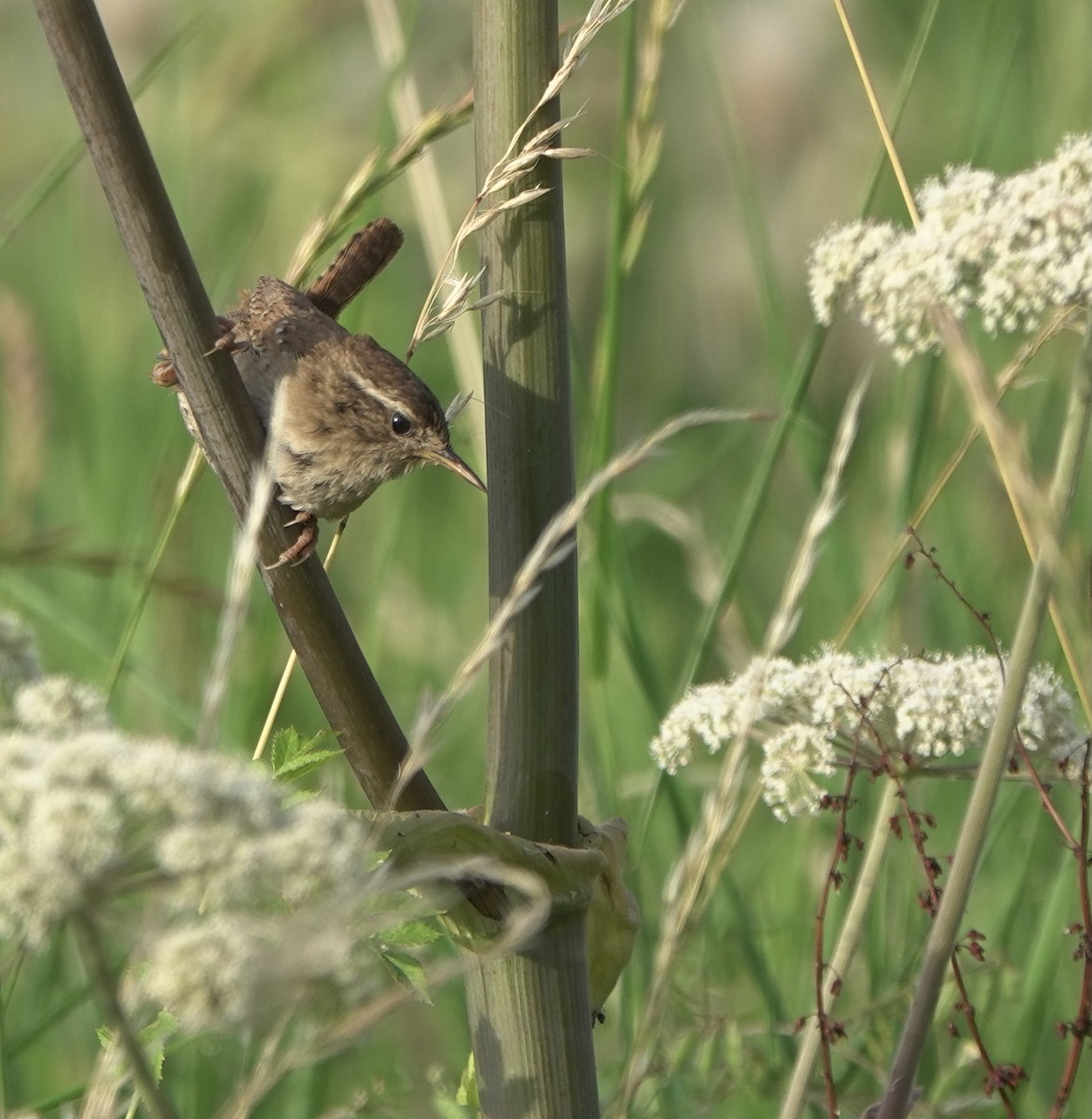 Eurasian Wren - ML621970943