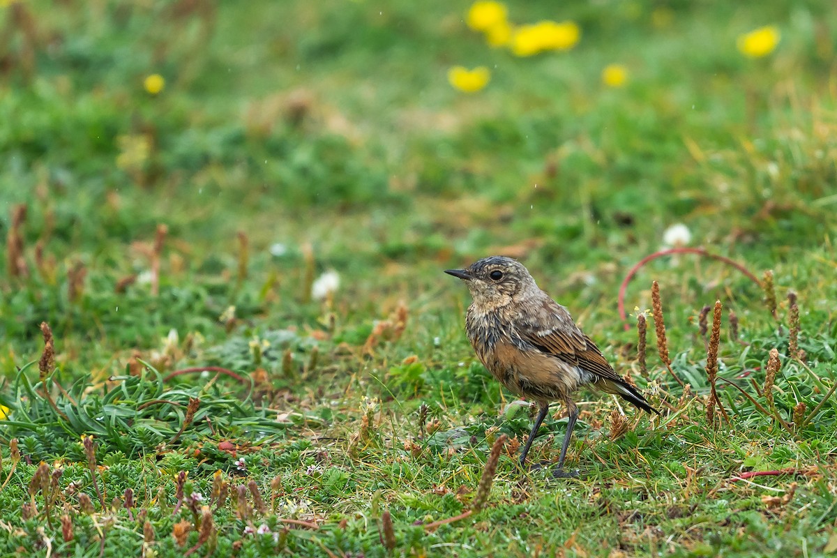 Northern Wheatear - ML621970963