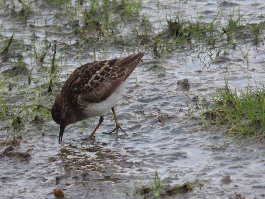 Least Sandpiper - Ruth Bergstrom