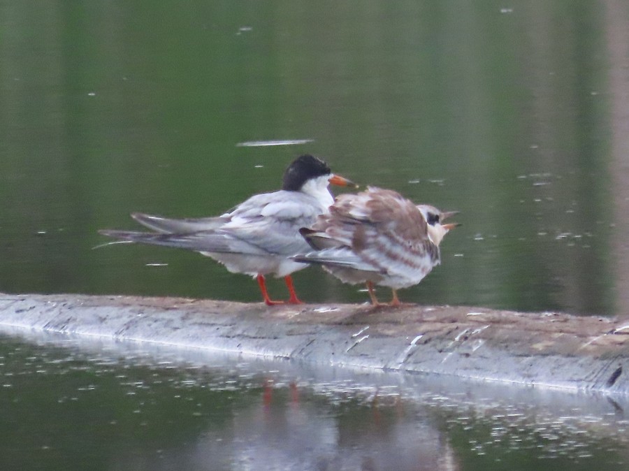 Common Tern - Ruth Bergstrom