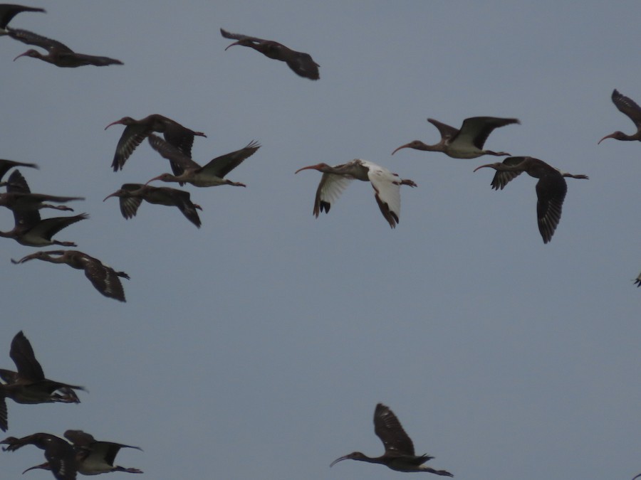 White Ibis - Ruth Bergstrom