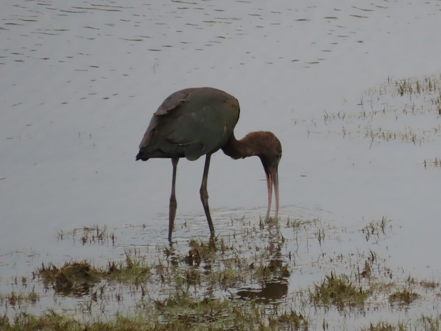 Glossy Ibis - Ruth Bergstrom