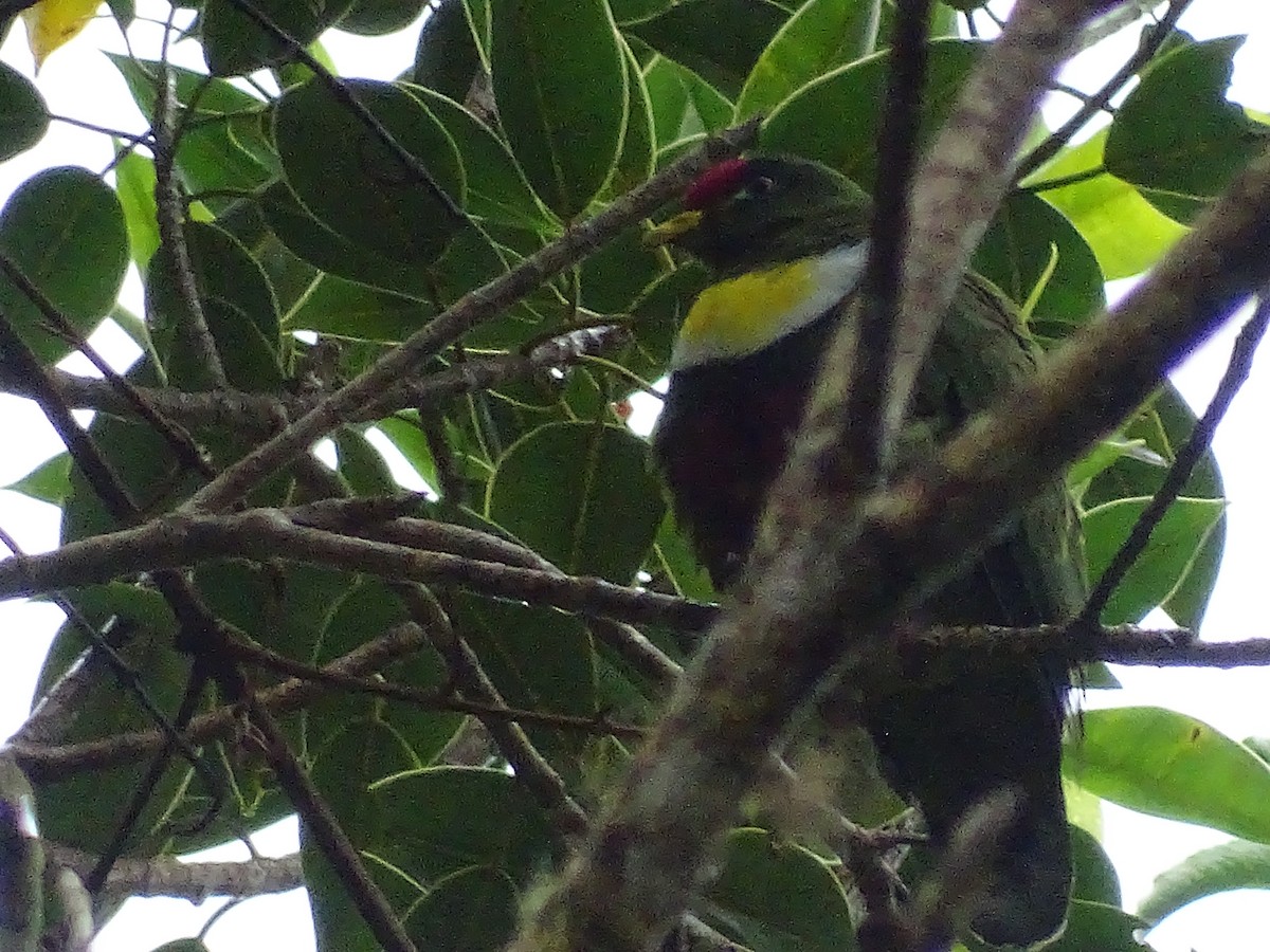 White-breasted Fruit-Dove - ML621971039