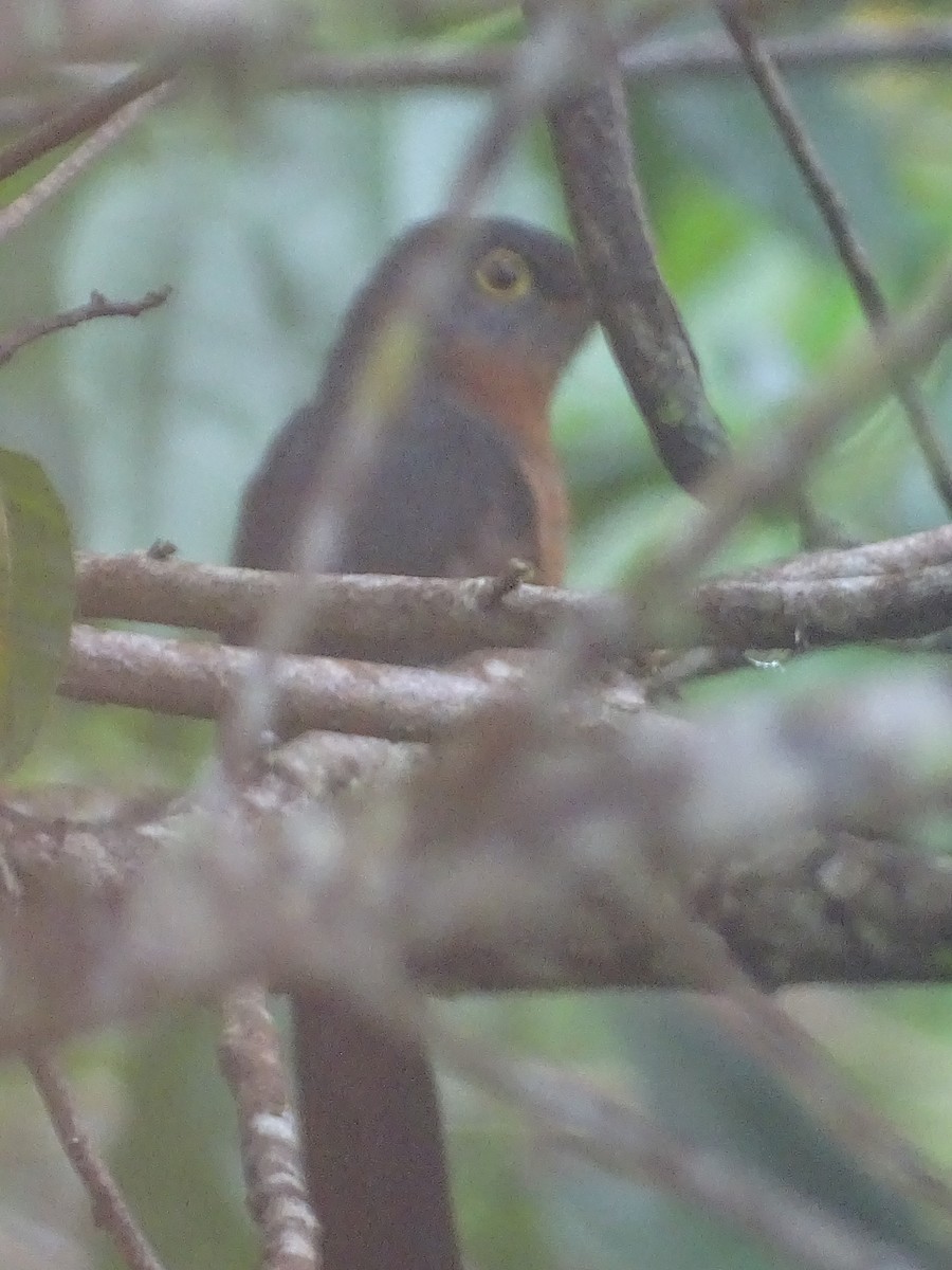 Chestnut-breasted Cuckoo - ML621971047