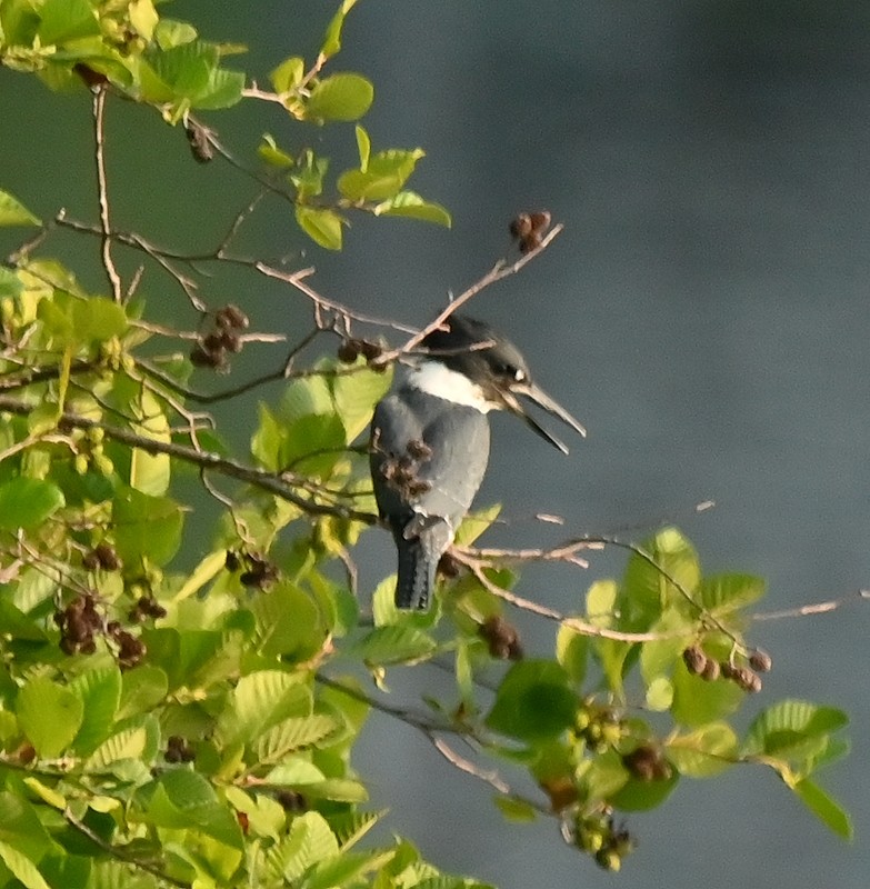 Belted Kingfisher - ML621971124