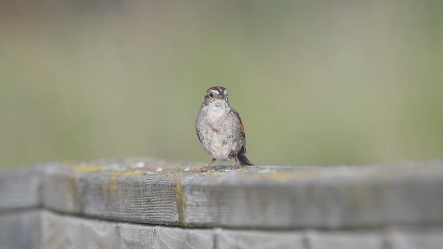 Swamp Sparrow - ML621971216