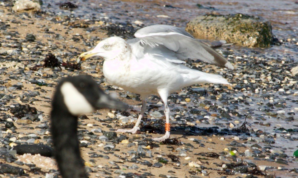 American Herring Gull - ML621971334