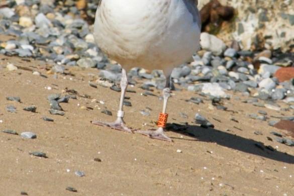 American Herring Gull - ML621971335