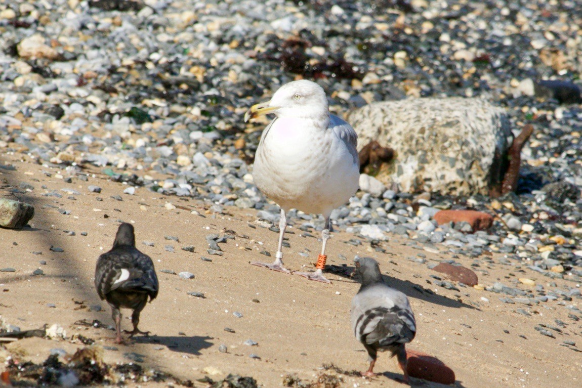 American Herring Gull - ML621971336
