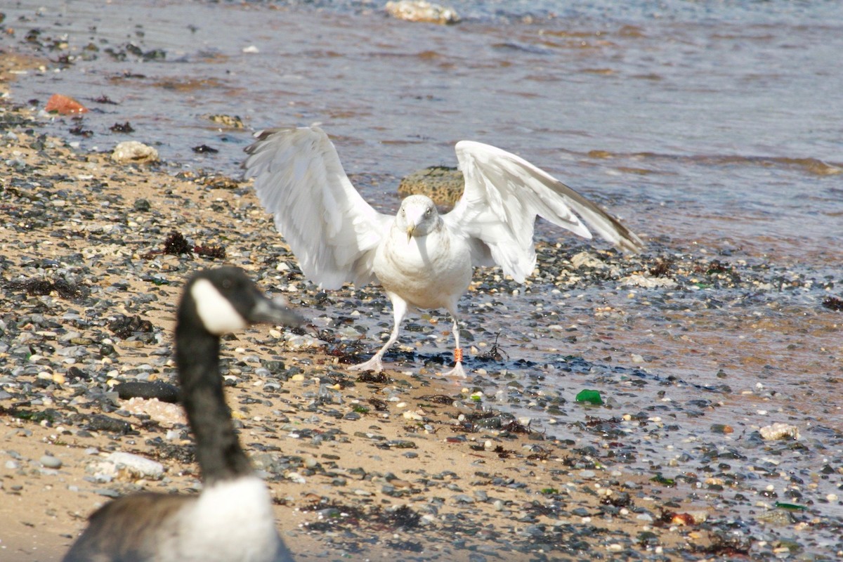 American Herring Gull - ML621971337