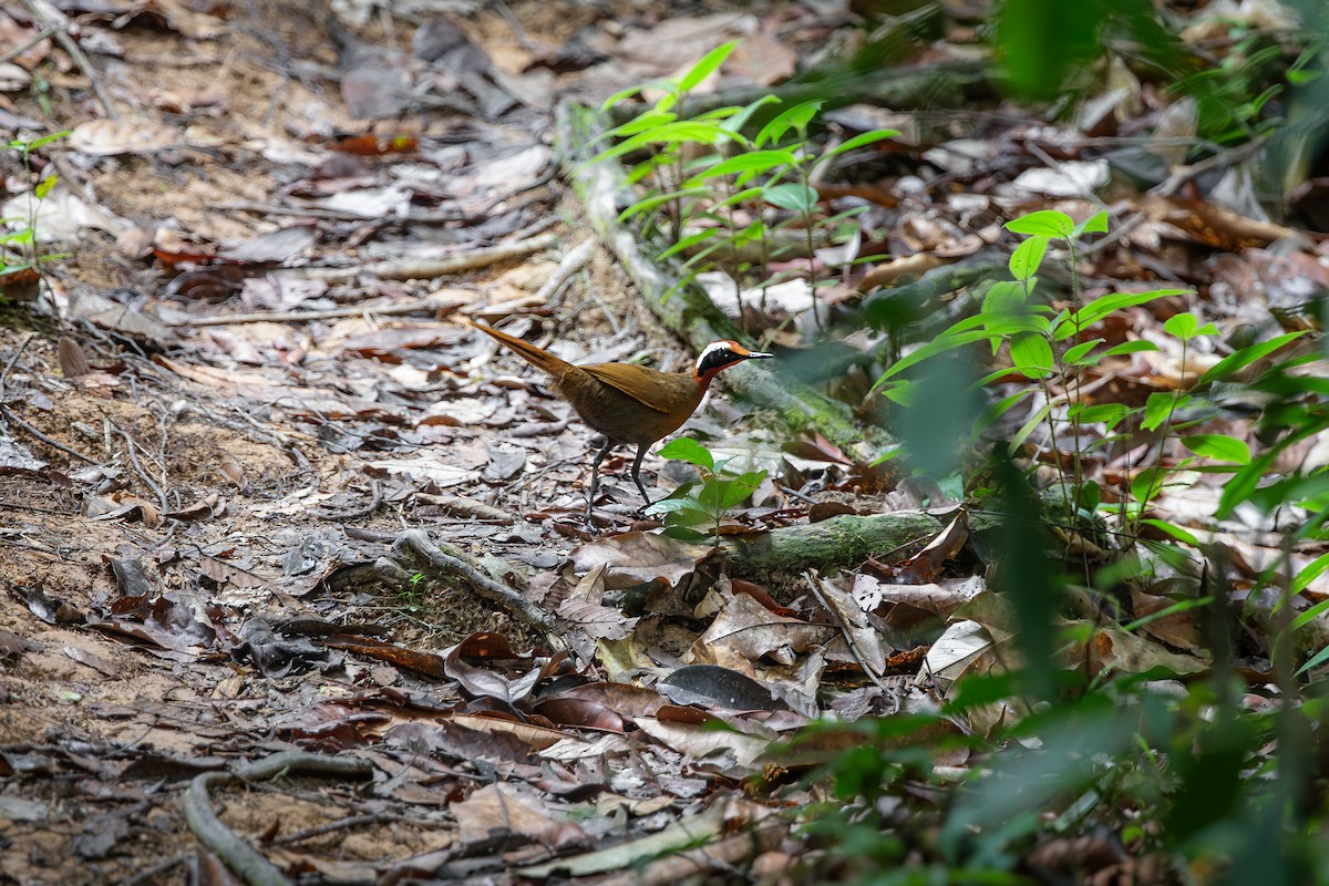 Malaysian Rail-babbler - Jory Teltser