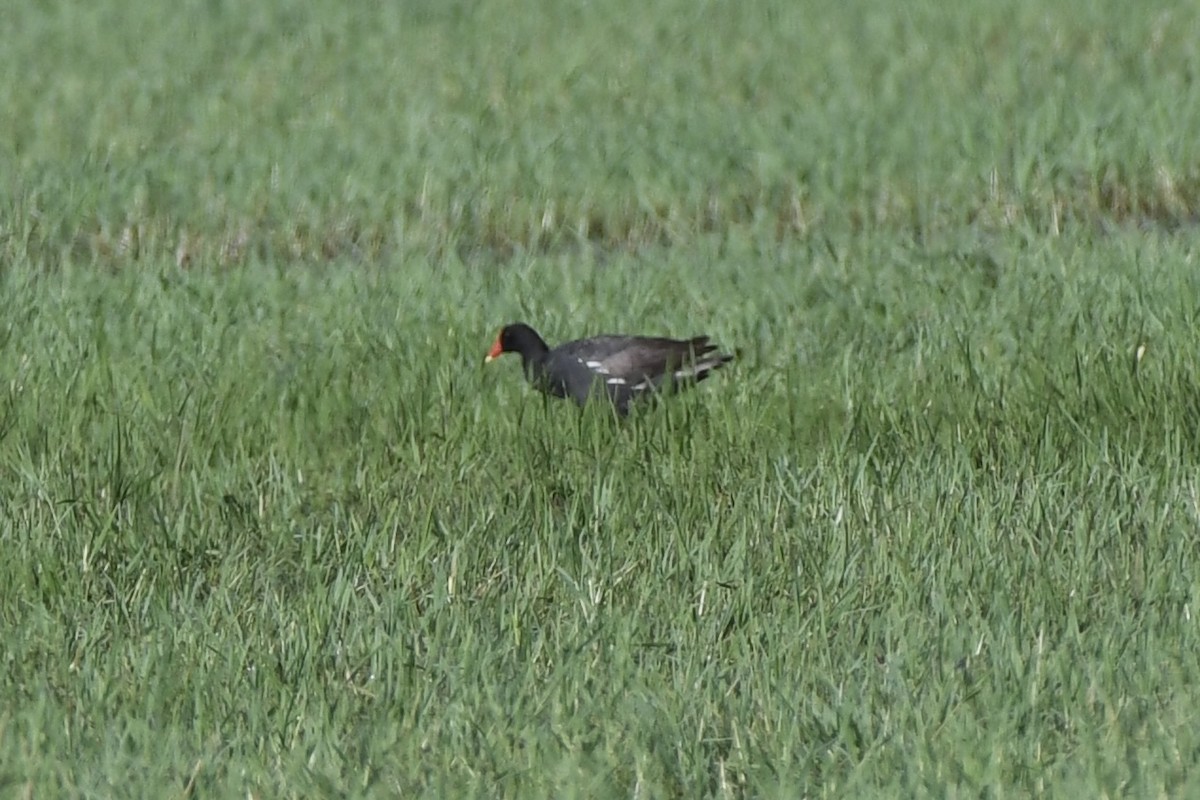 Common Gallinule - ML621971570