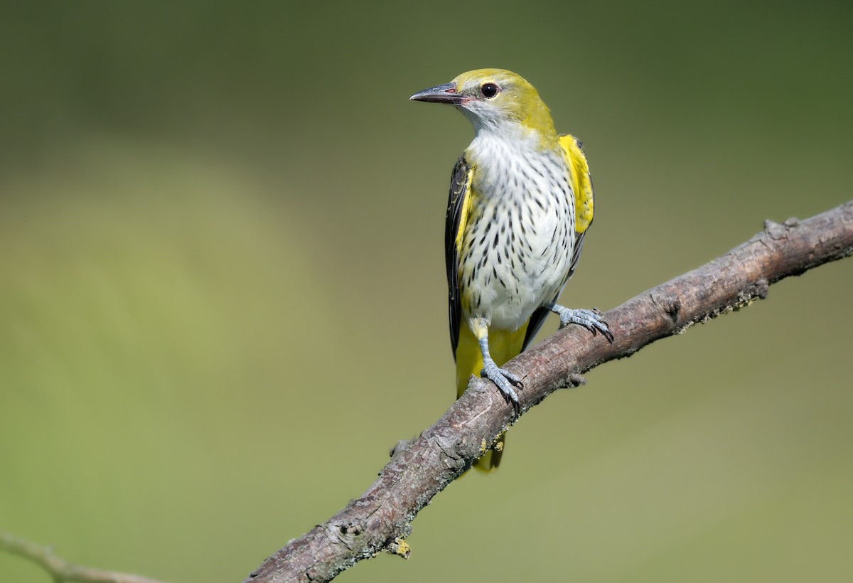 Eurasian Golden Oriole - ML621971657
