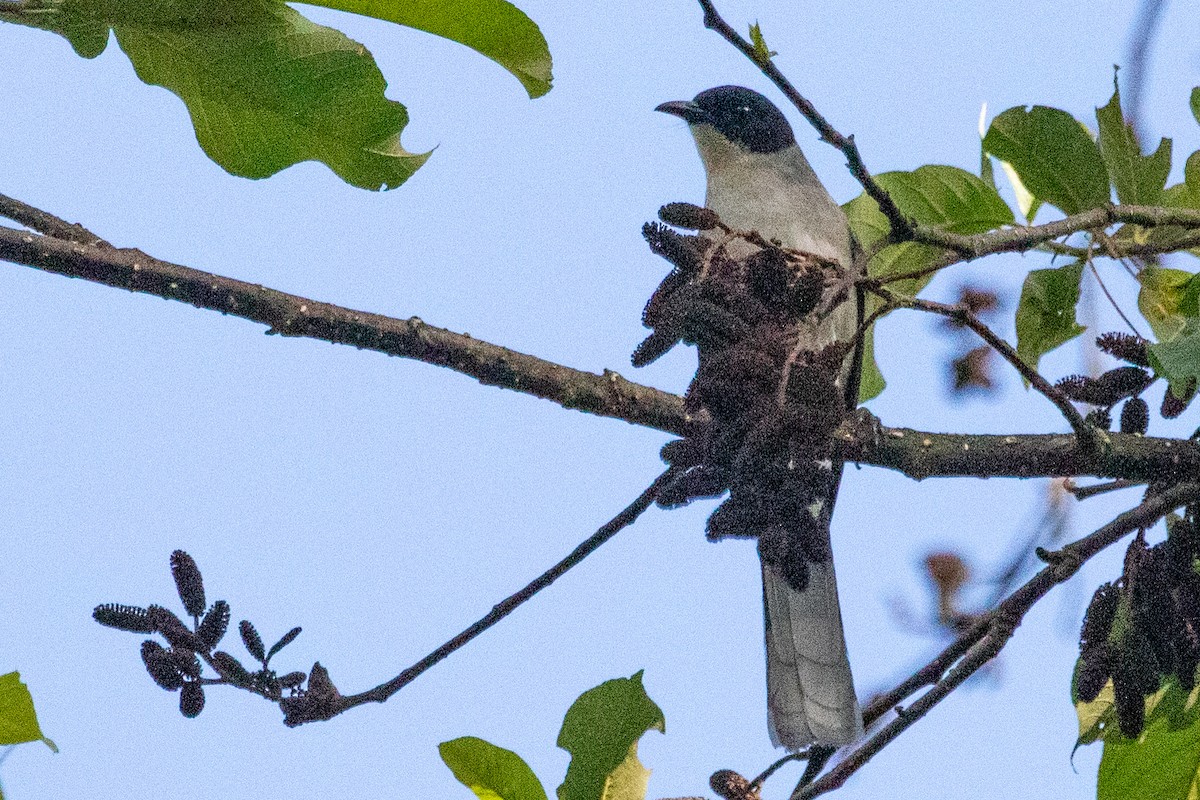 Black-headed Sibia (Black-headed) - ML621971682