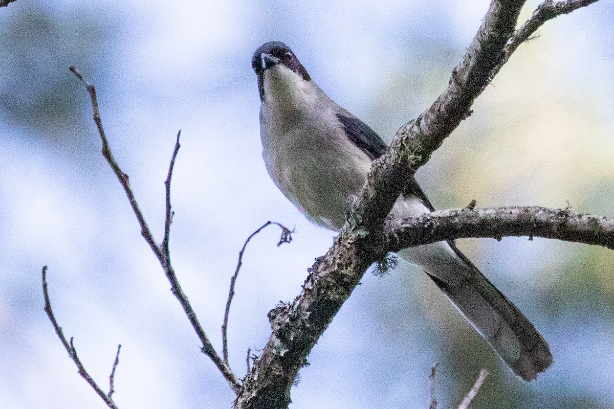 Black-headed Sibia (Black-headed) - ML621971684