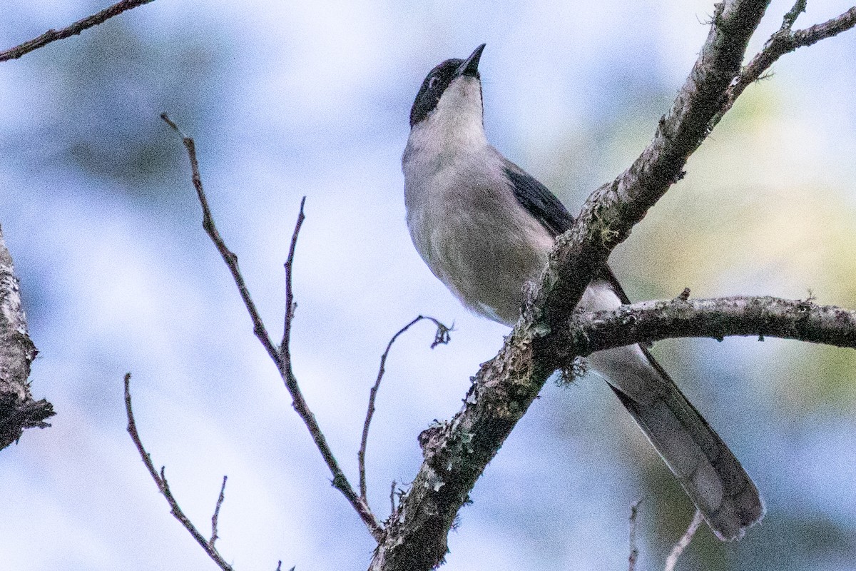 Black-headed Sibia (Black-headed) - ML621971695