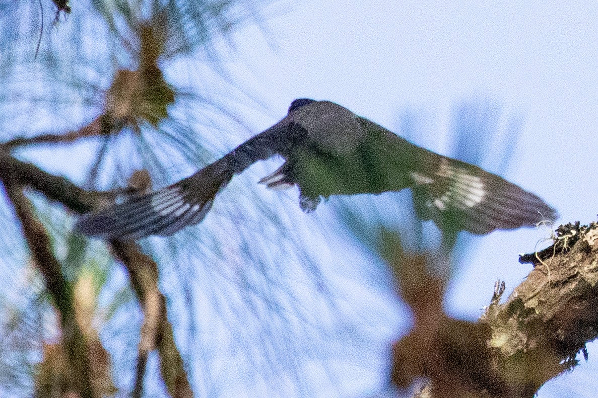 Black-headed Sibia (Black-headed) - ML621971698