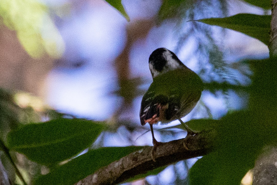 Red-tailed Minla - ML621971703