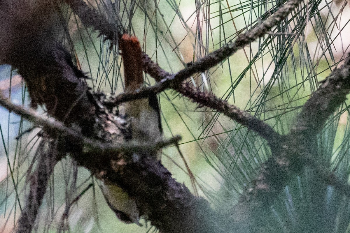 Red-tailed Minla - Sue Wright