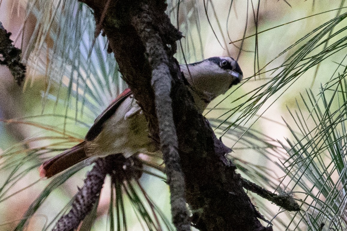 Red-tailed Minla - Sue Wright