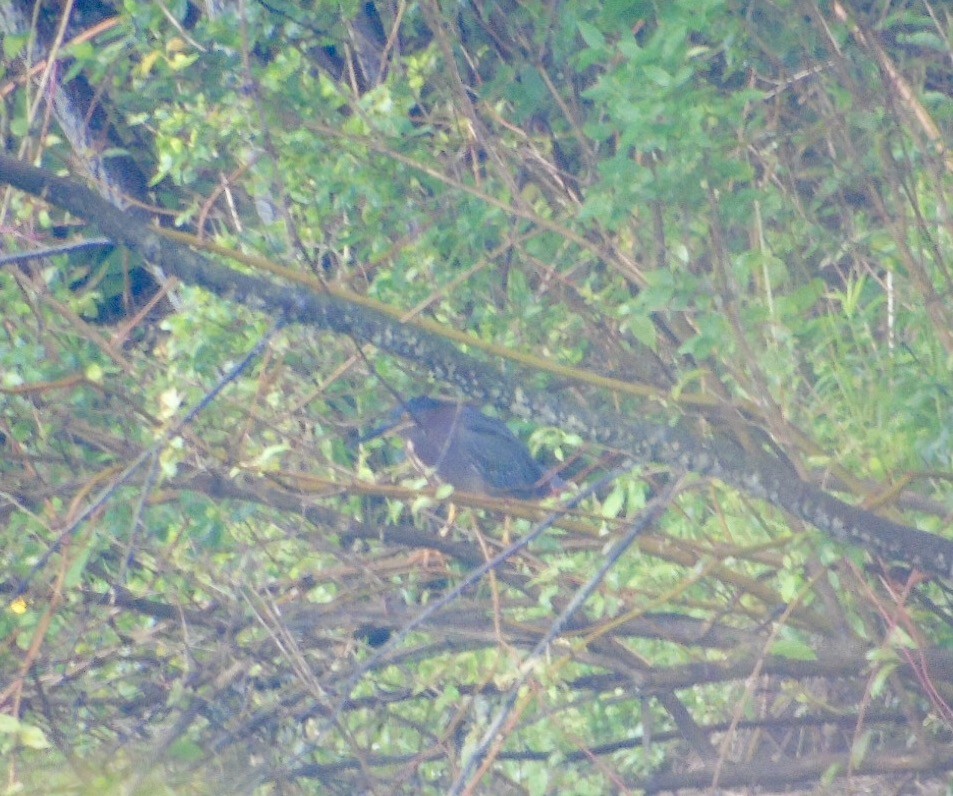 Green Heron - ML62197181