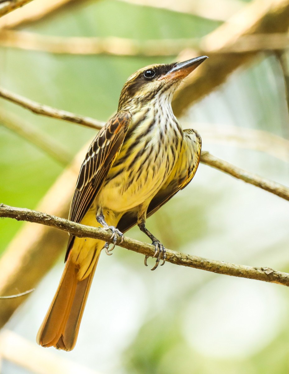 Streaked Flycatcher - Isaias Morataya