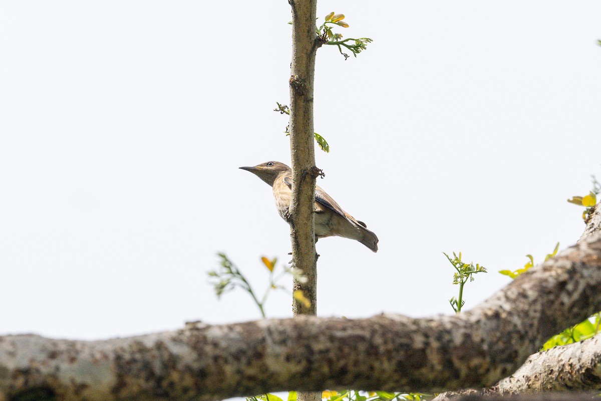 Spot-winged Starling - Aditya Rao