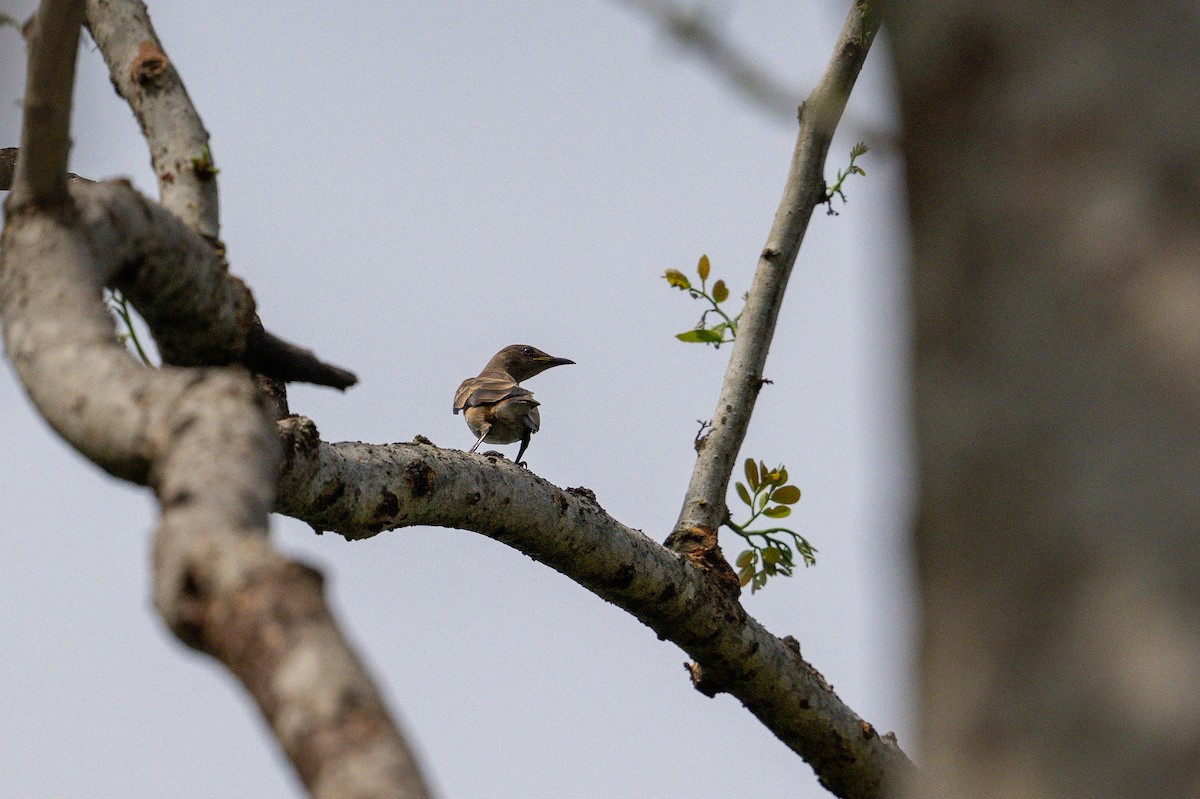 Spot-winged Starling - ML621971913