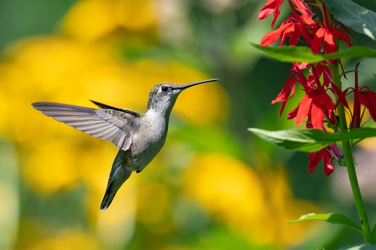 Ruby-throated Hummingbird - ML621972017