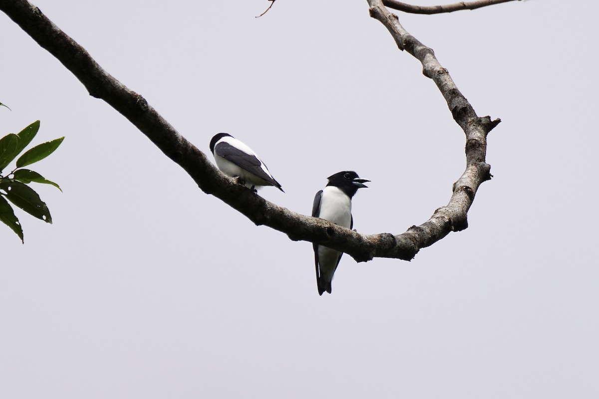 Bismarck Woodswallow - ML621972071