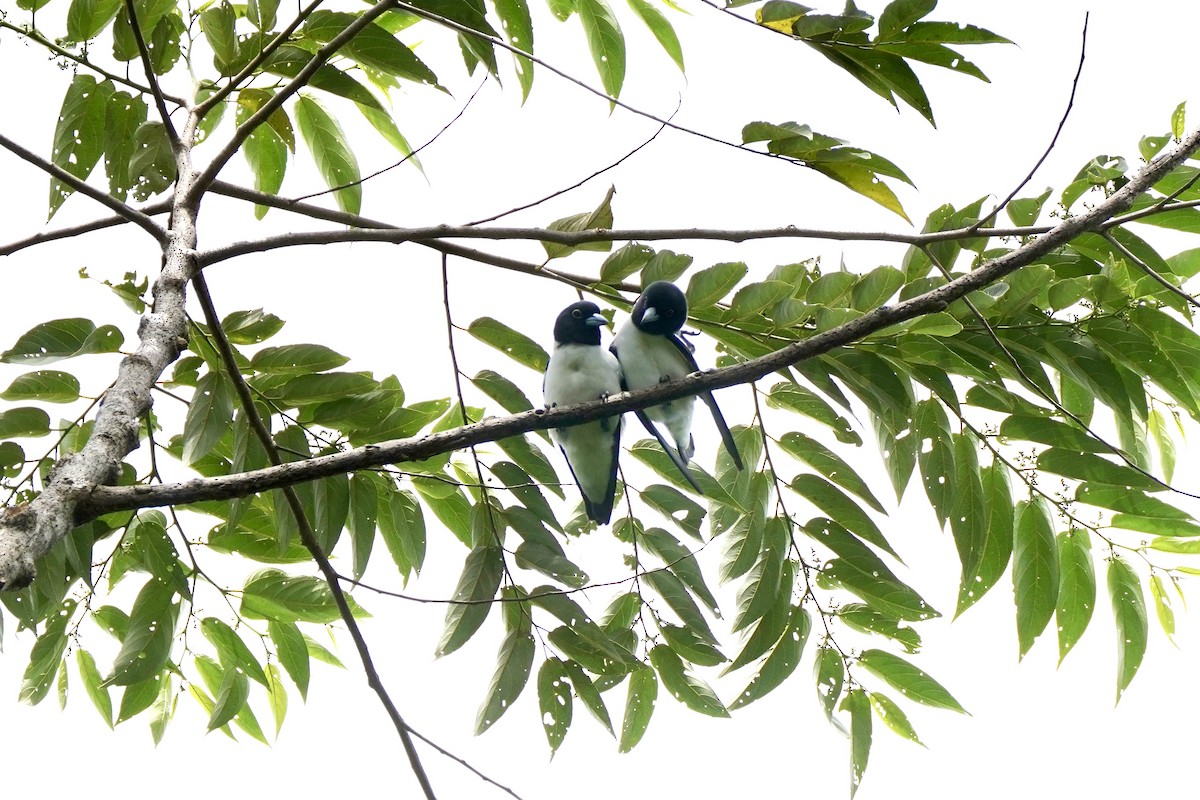 Bismarck Woodswallow - ML621972073