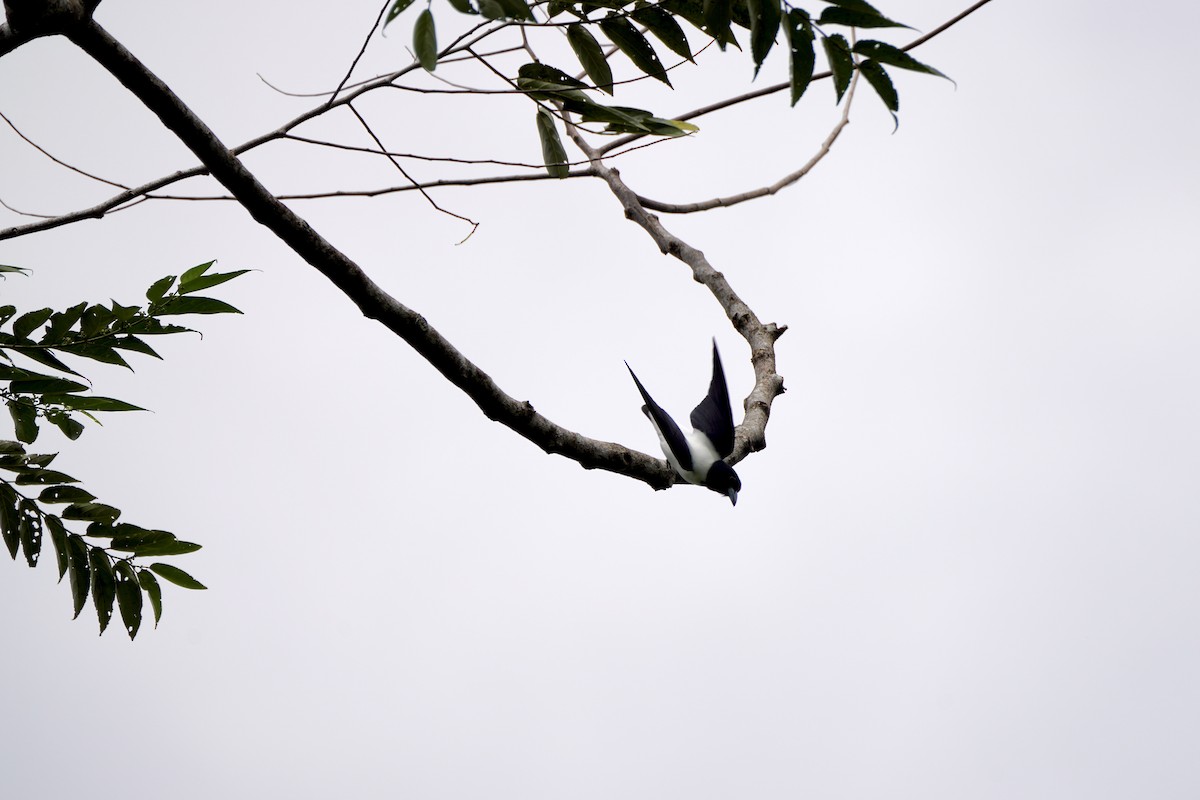 Bismarck Woodswallow - ML621972074