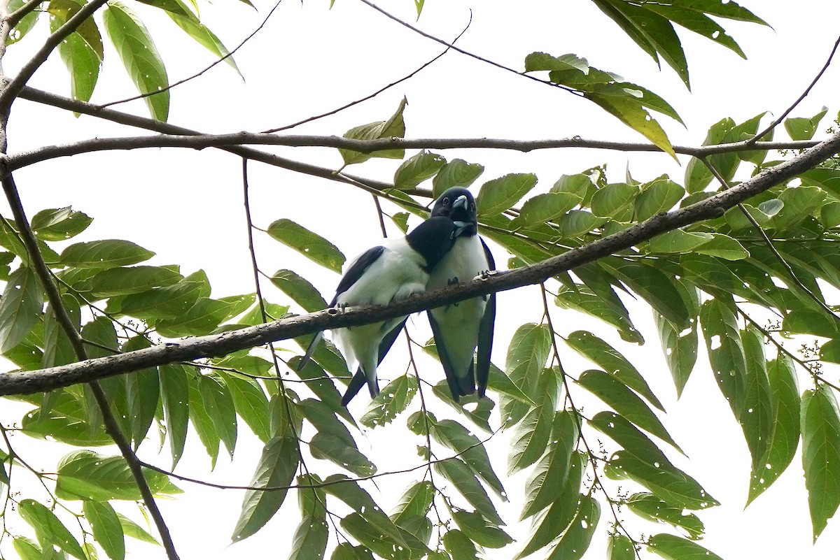 Bismarck Woodswallow - ML621972113